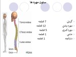 جزوه آناتومی استاد غفاری دانلود PDF-1