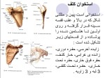 جزوه آناتومی استاد غفاری دانلود PDF-1