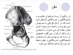 جزوه آناتومی استاد غفاری دانلود PDF-1