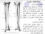 جزوه آناتومی استاد غفاری دانلود PDF-1