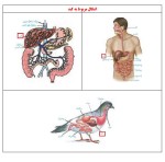 جزوه جمع بندی زیست شناسی کنکور دانلود PDF-1