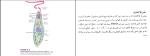جزوه مبانی جانورشناسی دانلود PDF-1